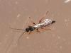 Metopiinae inconnu